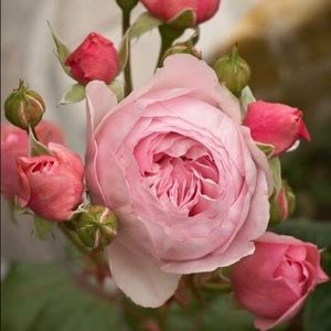 Meet your Posher, Ann